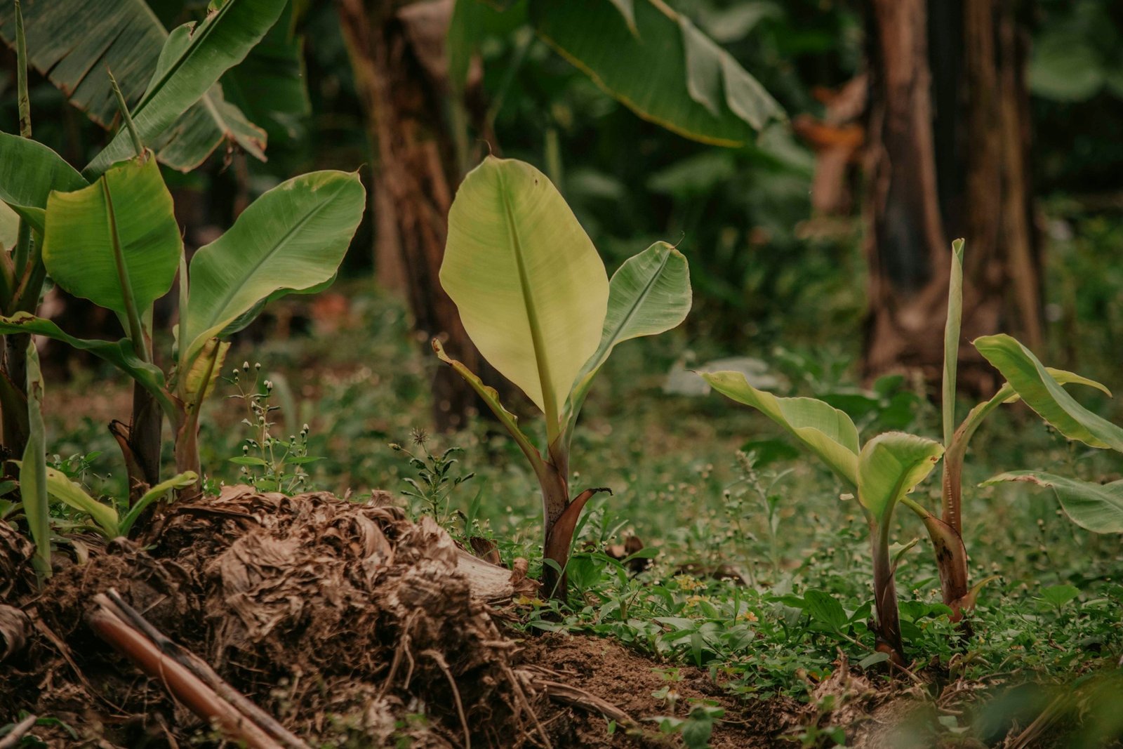 utunzaji wa mazingira 6af0xizkqr8 unsplash